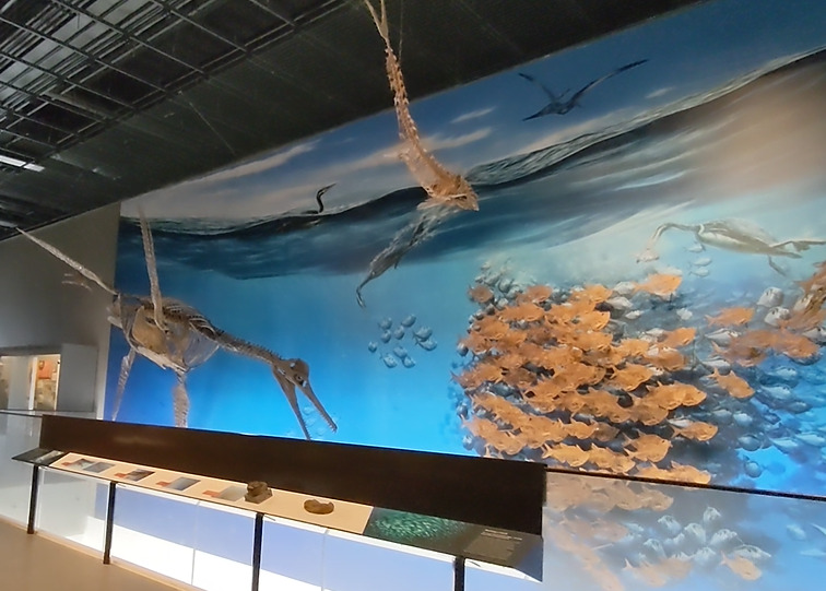 海洋生物の化石