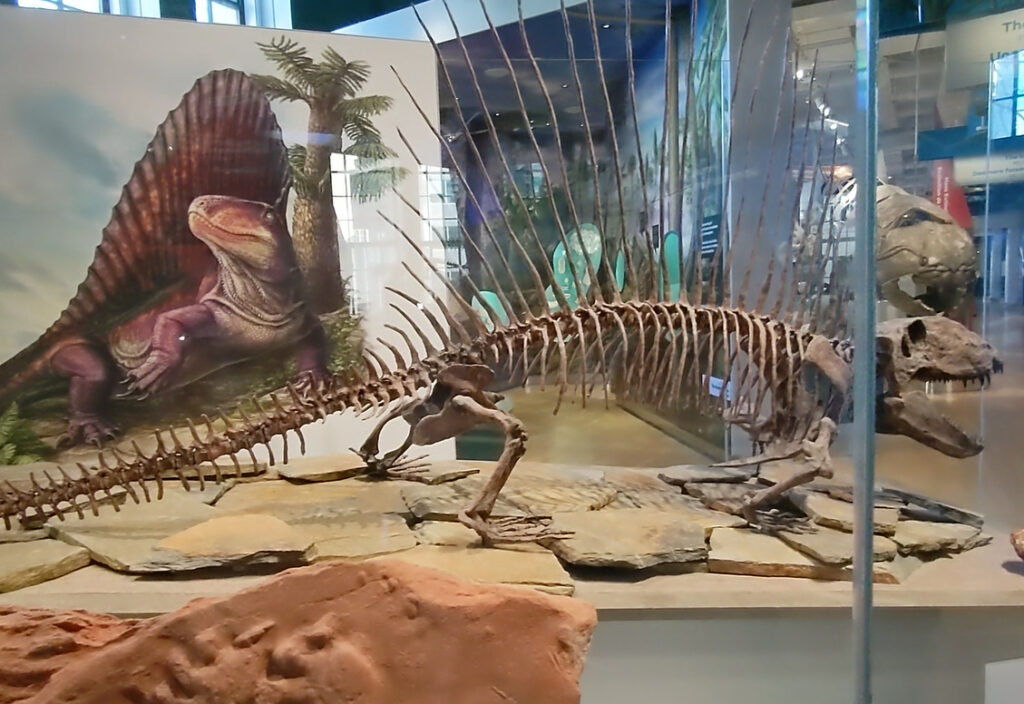 脊椎動物の化石